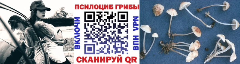 Галлюциногенные грибы Psilocybe  Купить закладки  Нытва 
